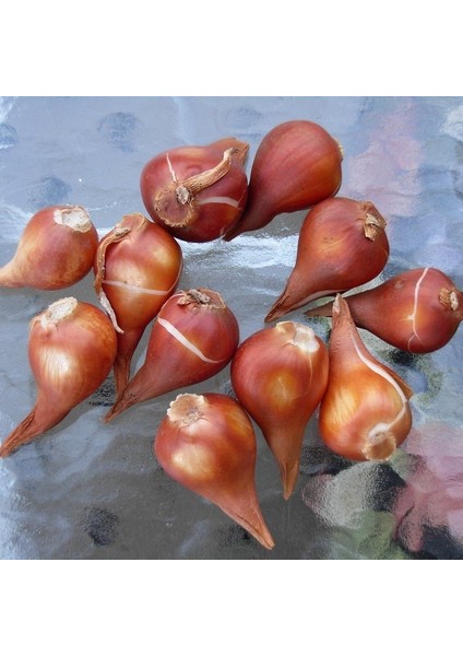 Ithal Çift Renk Dynasty Lale Soğanı (5 Soğan) fiyatları