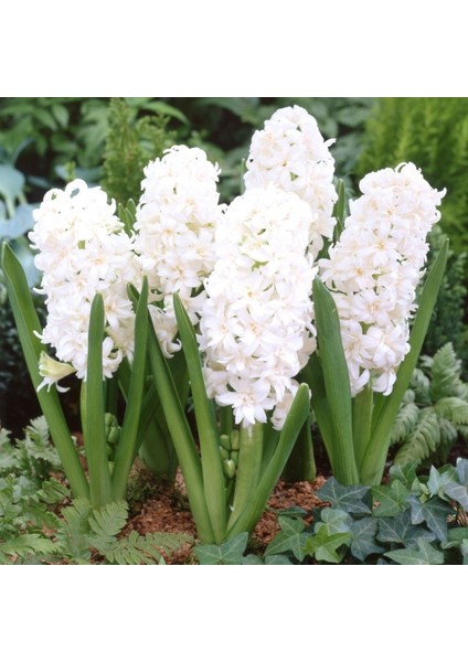 Hyacinthus Aiolos Beyaz Sümbül Soğanı (3 Adet)