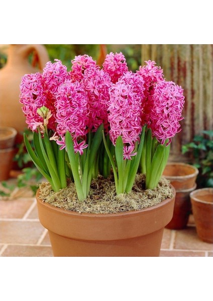 Hyacinthus Pink Pearl Kokulu Pembe Sümbül Soğanı (3 Adet)