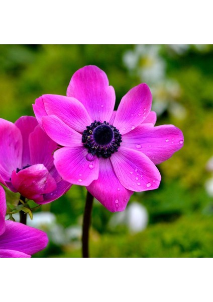 Pembe Syliphide Anemon Çiçeği Soğanı (5 Adet)