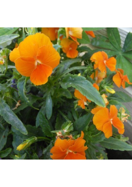 Violet Cornuta Chantreyland Menekşe Çiçeği Tohumu (100 Tohum)