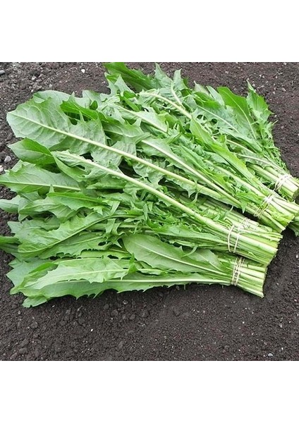 Doğal Catalogna Emerald Endive Tohumu (100 Tohum)