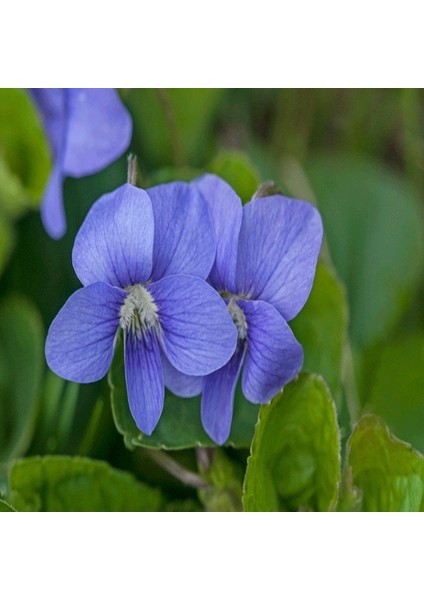 Violet Osirus Blue Menekşe Çiçeği Tohumu (100 Tohum)