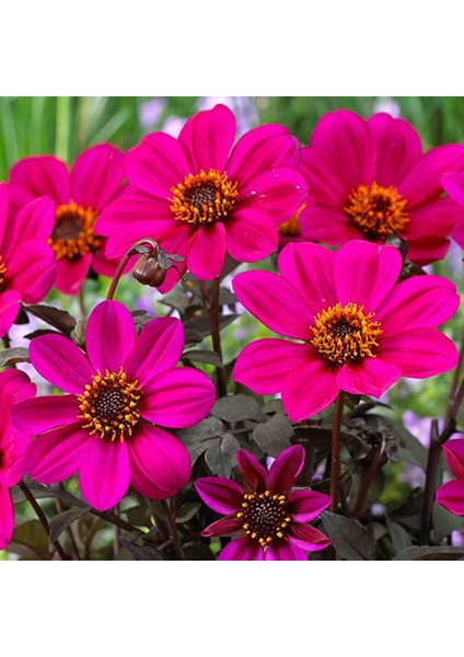 Mor Renkli Bodur Mignon Purple Dahlia Çiçeği Tohumu (80 Tohum)
