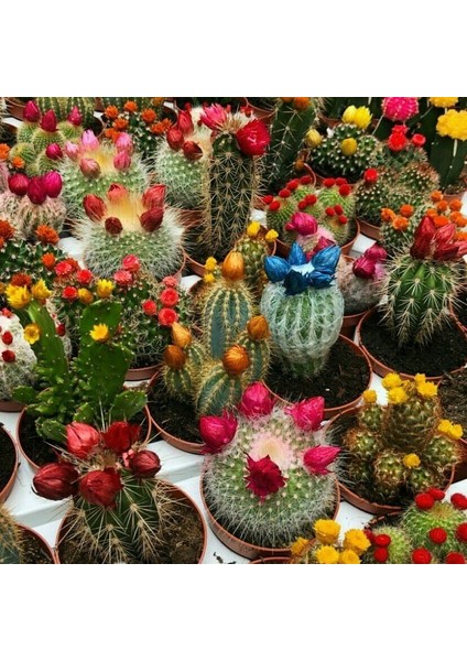 Karışık Kaktüs Bitkileri Çiçeği Tohumu (9000 Tohum)