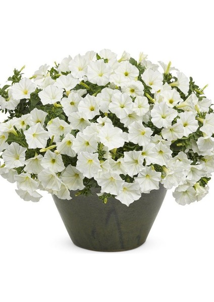 Snowball Sarkıcı Petunya Çiçeği Tohumu (100 Tohum)