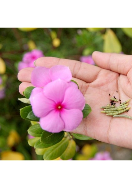 Soft Pink Vinca Roseus Rozet Çiçeği Tohumu (20 Tohum)