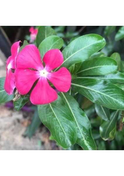 Deep Rose Vinca Roseus Rozet Çiçeği Tohumu (20 Tohum)