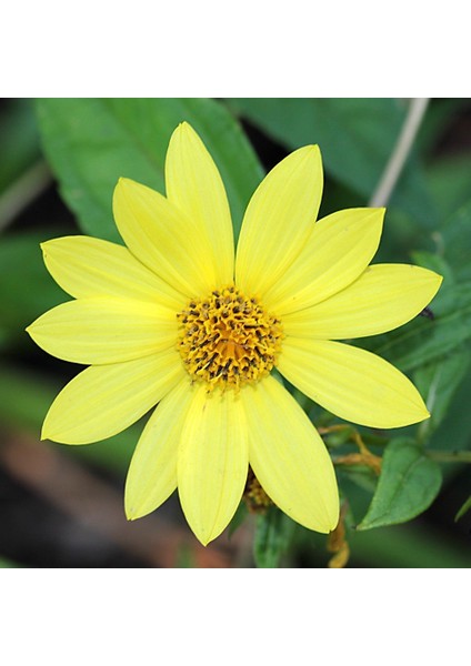 Sarı Renkli Bodur Mignon Yellow Dahlia Çiçeği Tohumu (80 Tohum)