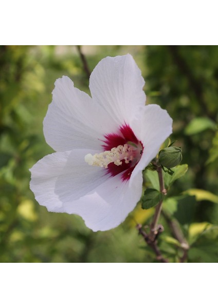Süt Beyazı Hibiscus Çiçeği Tohumu (20 Adet)