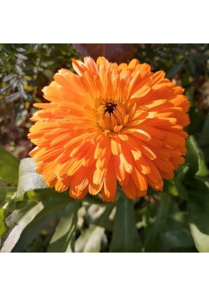 Katmerli Turuncu Double Orange Calendula Aynısafa Çiçeği Tohumu (50 Tohum)