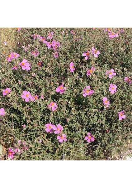 Pembe Güzeli Klarkiya Çiçeği Tohumu (100 Tohum)