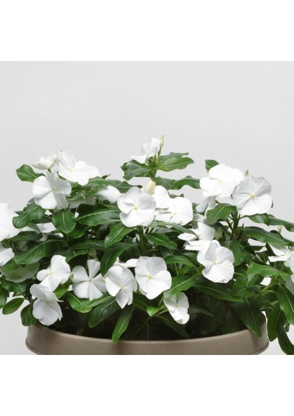 Pure White Vinca Roseus Rozet Çiçeği Tohumu (20 Tohum)