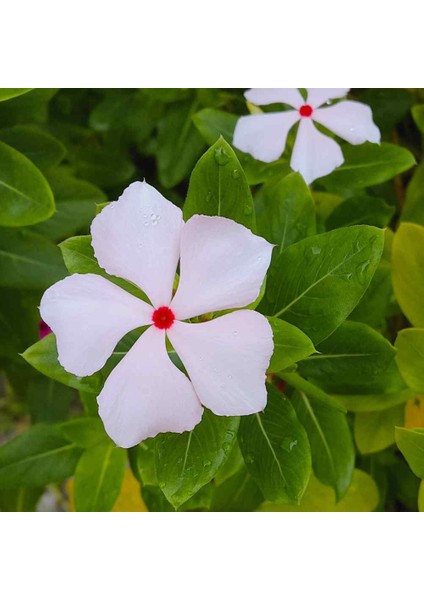 Bright Eye's Vinca Roseus Rozet Çiçeği Tohumu (20 Tohum)