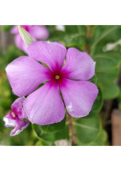 Little Pink Vinca Roseus Rozet Çiçeği Tohumu (20 Tohum)