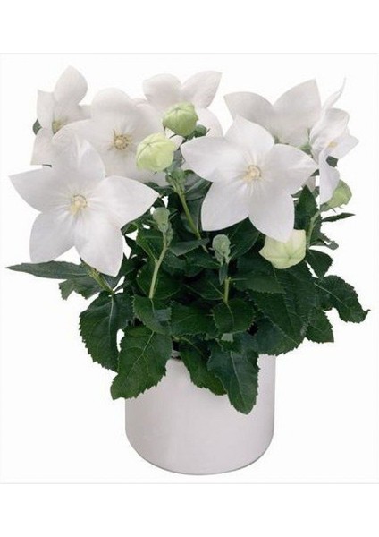 Beyaz Renkli Balon Çiçeği Tohumu White Platycodon (100 Tohum)