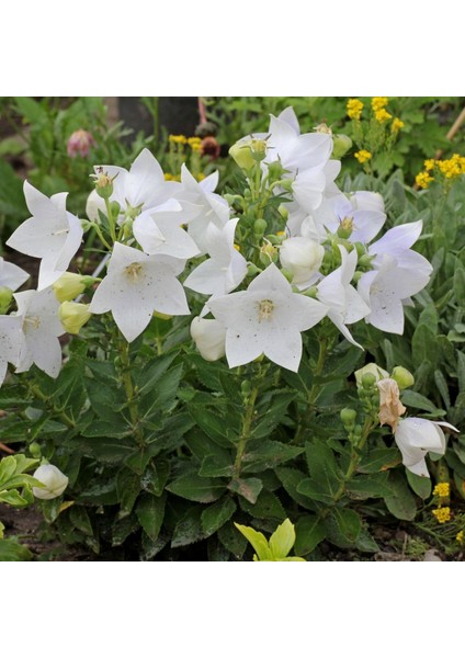 Beyaz Renkli Balon Çiçeği Tohumu White Platycodon (100 Tohum) fiyatları