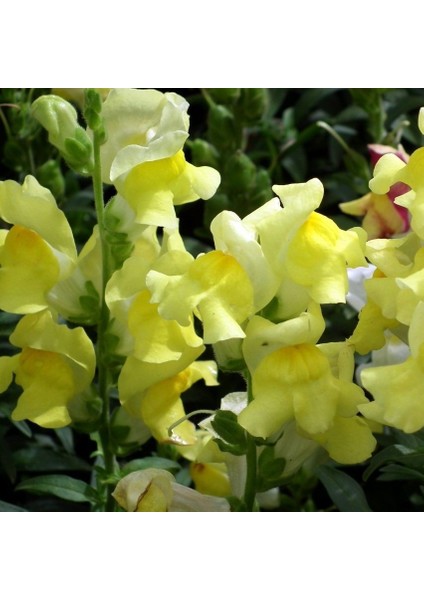 Sarı Aslanağzı Antirrhinum Braun-Blanquetii Tohumu(20 Tohum)