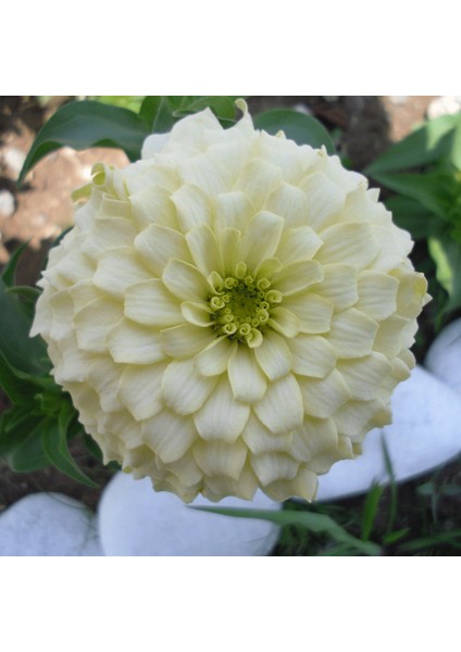 Dahlia Çiçekli Isabellina Zinya Çiçeği Tohumu (40 Tohum)
