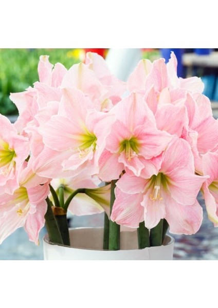 Tropaeolum Single Apricot Latin Çiçeği Tohumu (10 Adet)