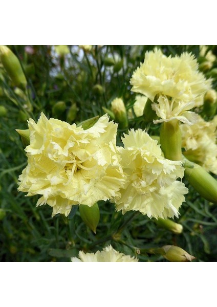 Marie Chabaud Sarı Karanfil Çiçeği Tohumu (190 Tohum)