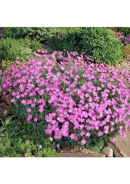 Dianthus Kır Pembesi Çiçeği Tohumu(50 Adet)