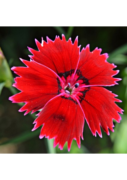 Dianthus Superbus Red Bol Kokulu Karanfil Çiçeği Tohumu (100 Adet)