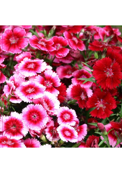 Dianthus Heddewigii Baby Doll Karanfil Çiçeği Tohumu (100 Adet)