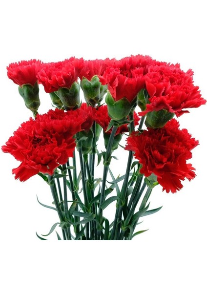 Chabaud Cardinal Red Karanfil Çiçeği Tohumu (70 Adet)