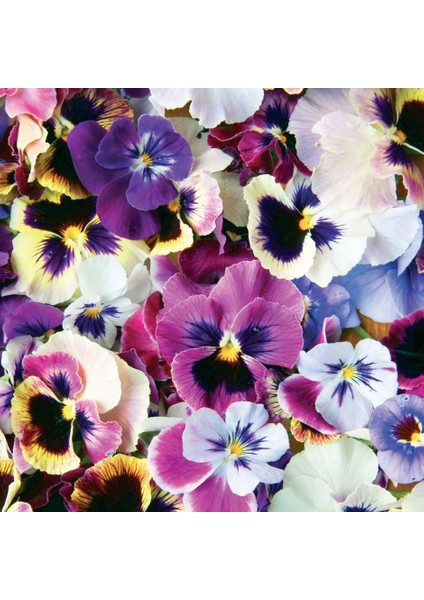 Swiss Giant Alacalı Karışık Hercai Menekşe Çiçeği (300 Tohum)