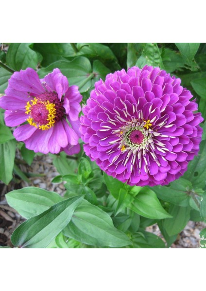 Super Yoga Elegans Purple Zinya Çiçeği Tohumu (40 Tohum)