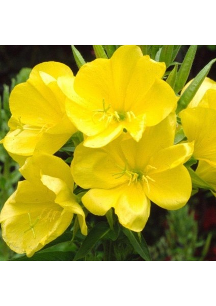 Ezan Çiçeği TOHUMU(480 Tohum)