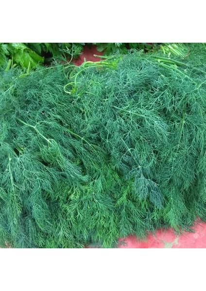 Toros Meltemi Dere Otu Tohumu (10 Gram)