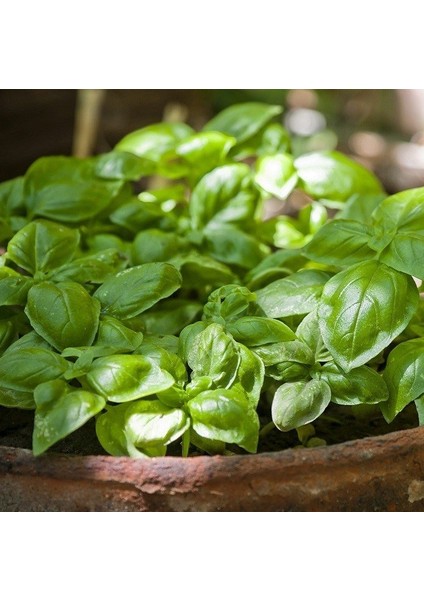 Tatlı Geniş Yapraklı Fesleğen Tohumu (250 Tohum)