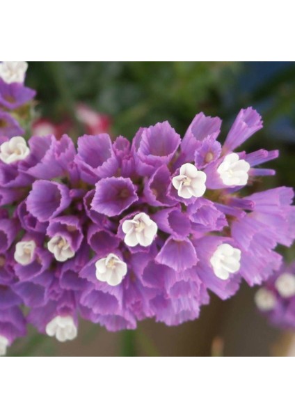 Limonium Sinuatum Lilac Lavender Deniz Lavantası Tohumu (30 Tohum)