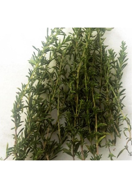 Yaz Kekiği Tohumu (200 Tohum)