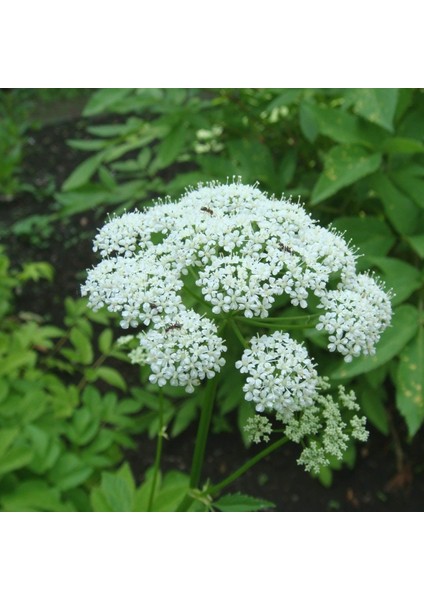 Şifali Boneset Çiçeği Tohumu (50 Tohum)