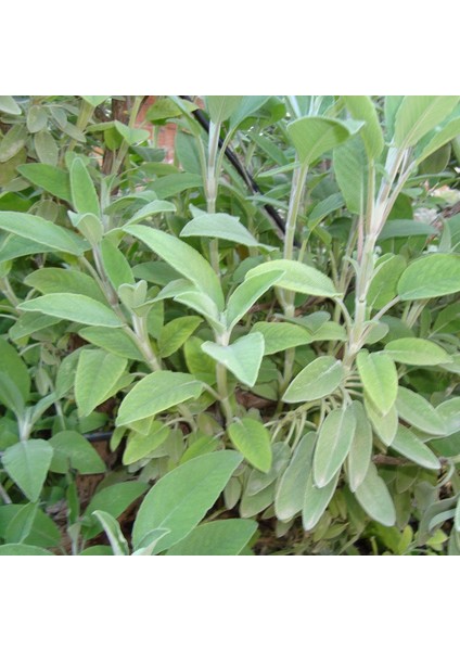 Eczane Adaçayı Tohumu (50 Tohum)