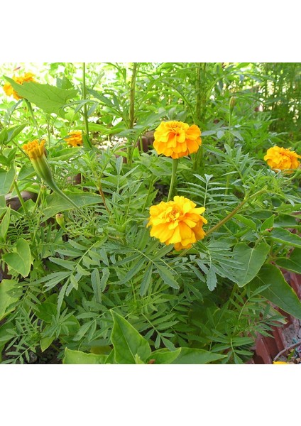 Soğuklara Dayanıklı Katmerli Yellow Beauty Geum Çiçeği Tohumu (20 Tohum)