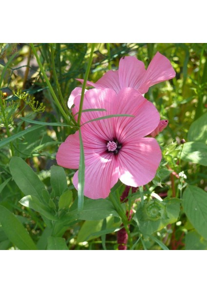 Lavatera Trimestris Regis Pembe Pamuk Çiçeği Tohumu (50 Tohum)