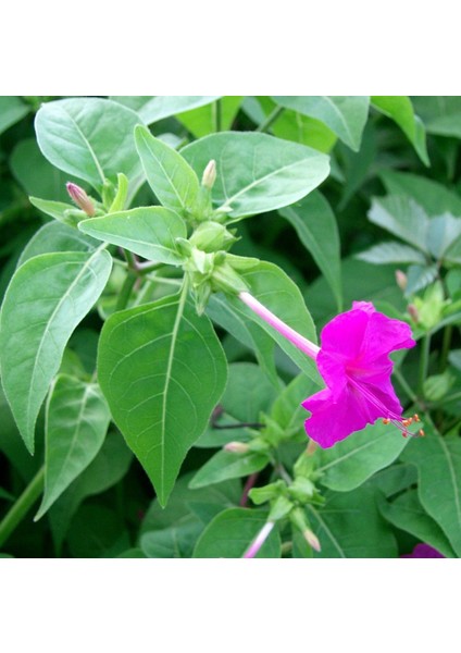Violet Pink Akşam Sefası Çiçeği Tohumu (20 Tohum)