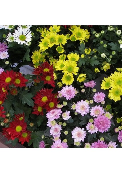 Karışık Renkli Splendour Brachycome Çiçeği Tohumu (200 Tohum)