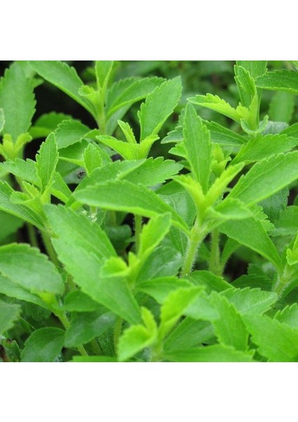 Doğal Şeker Otu Stevia Tohumu (40 Tohum)