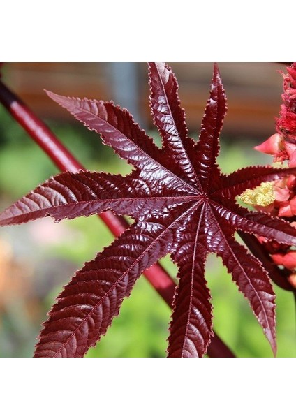 Kırmızı Kene (Castor Bean) Çiçeği Tohumu (5 Tohum)
