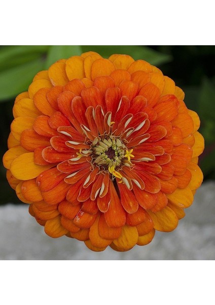 Super Yoga Elegans Orange Zinya Çiçeği Tohumu (40 Tohum)