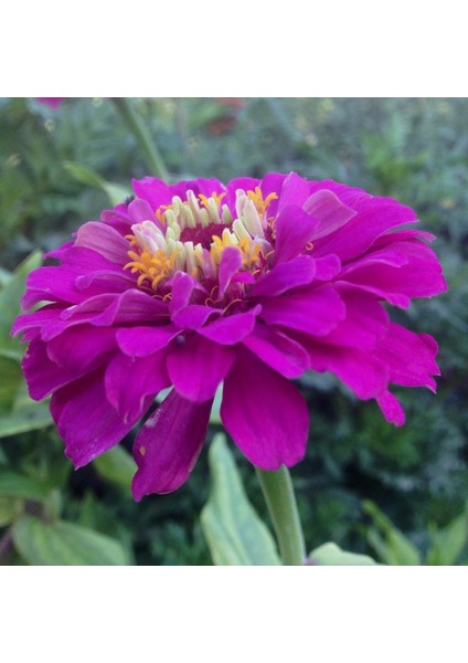 Dahlia Çiçekli Dream Rosy Lavender Zinya Çiçeği Tohumu (40 Tohum)