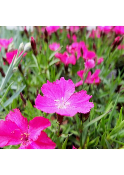 Lila Sweet William Dianthus Barbadus Çiçeği Tohumu (50 Adet)
