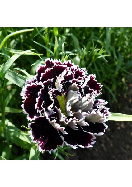 Dianthus Heddewigii Black White Karanfil Çiçeği Tohumu (100 Adet)