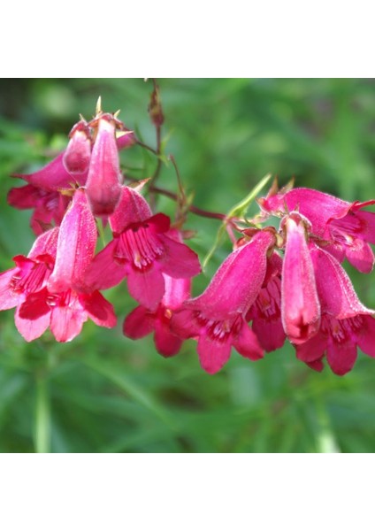 Kırmızı Renkli Penstemon Çiçeği Tohumu (50 Tohum)