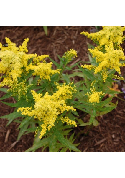 Solidago Çiçeği Tohumu (100 Tohum)